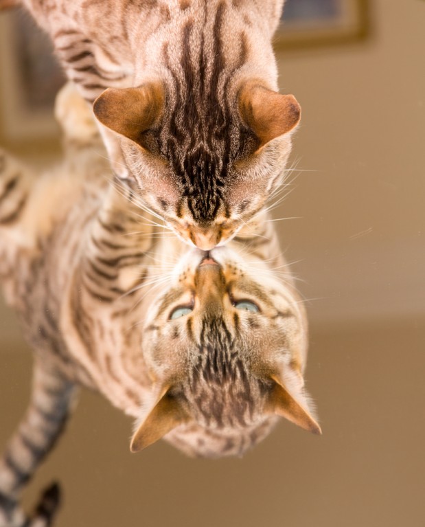 Kuvan kissa ei liity tapaukseen. Kuva: Steve Heap / Shutterstock.com