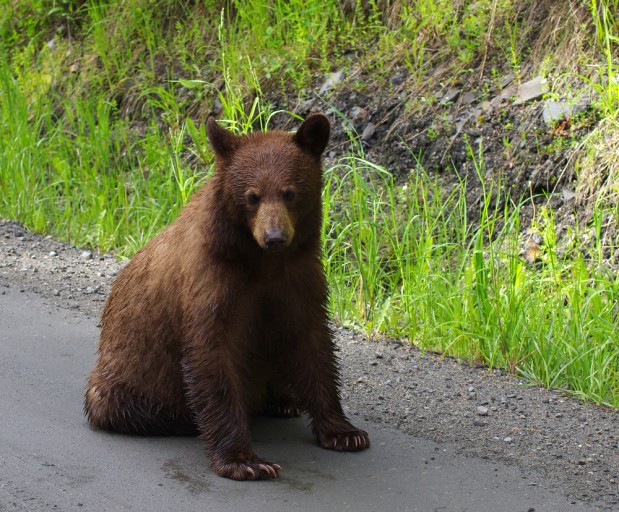 Kuvan karhu ei liity tapaukseen. Wendy Nero / Shutterstock.com
