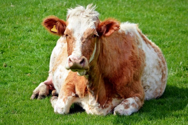 DavidTB / Shutterstock.com