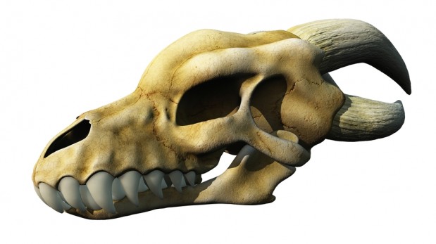 Algol / Shutterstock.com