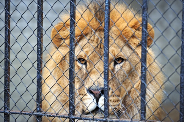 Leijonat saivat kirahvin syötäväkseen. Kuvan leijona ei liity tapaukseen. Kuva: Eduard Kyslynskyy / Shutterstock.com