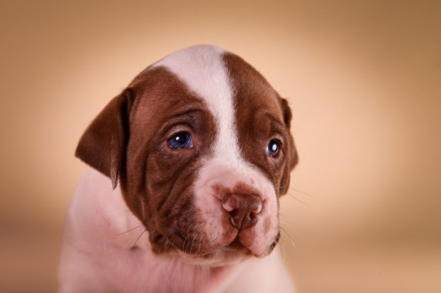 Kuvan koira ei liity tapaukseen. Kuva: foto-ann / Shutterstock.com