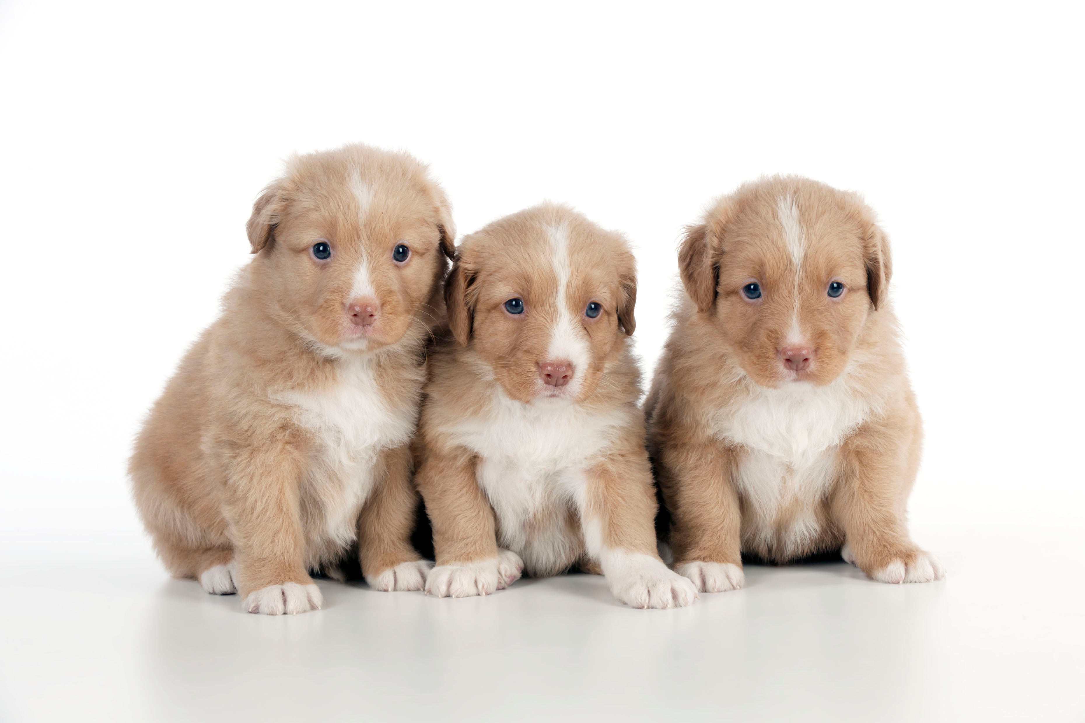 DOG – Nova scotia duck tolling retriever puppies sitting together (6 weeks)