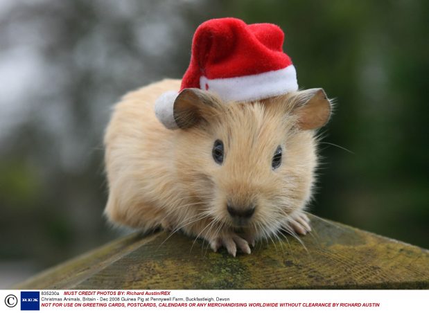Christmas Animals, Britain – Dec 2008