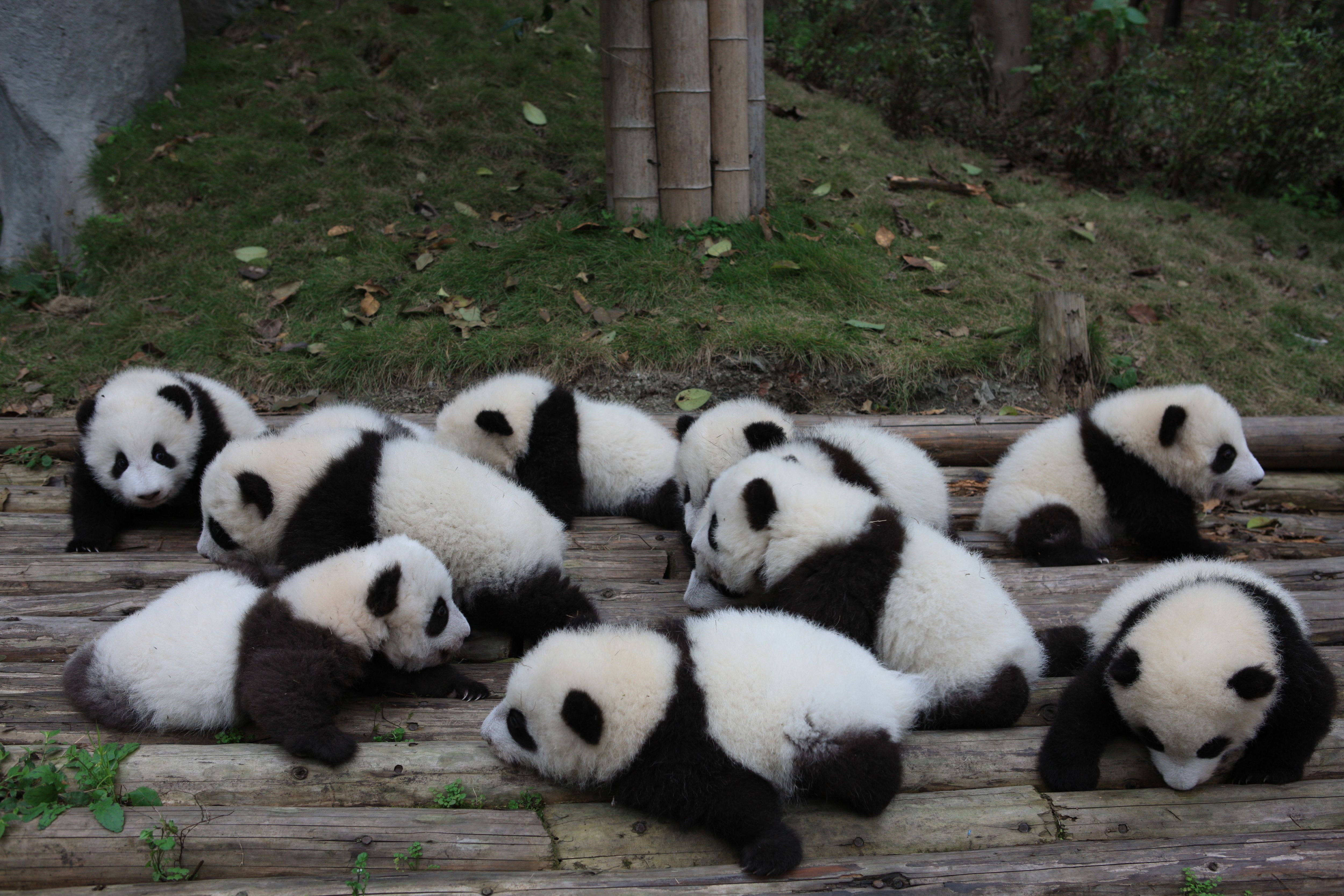 Panda Cubs At Chengdu Research Base