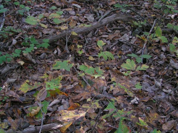 etsi kuvasta käärme