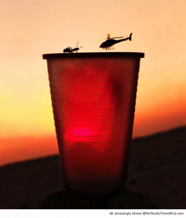 Chopper-vs-ant-resizecrop--