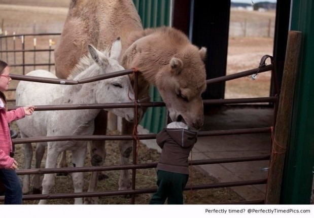 Kids-are-on-the-menu-at-the-zoo-resizecrop--
