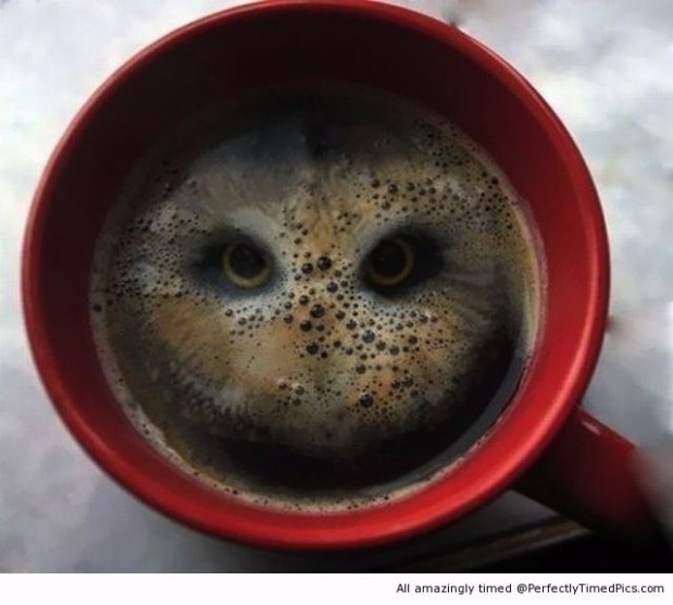 Owl-in-your-cup-resizecrop--