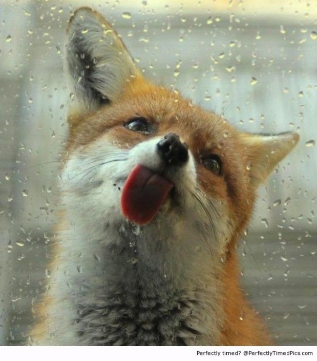The-licking-fox-resizecrop--
