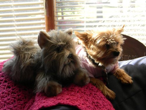 Kuva: animalswithstuffedanimals.com