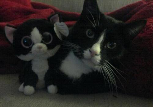 Kuva: lexxieloop.tumblr.com