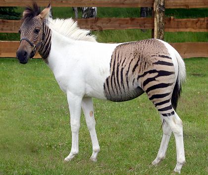 Zebra-Pferd