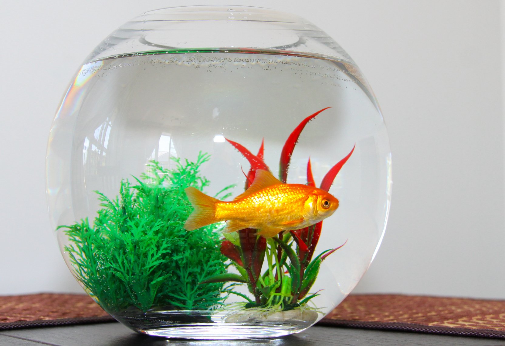Какая вода нужна рыбам. Круглый аквариум. Золотая рыбка в аквариуме. Золотая рібка в аквариуме. Круглый аквариум с рыбками.