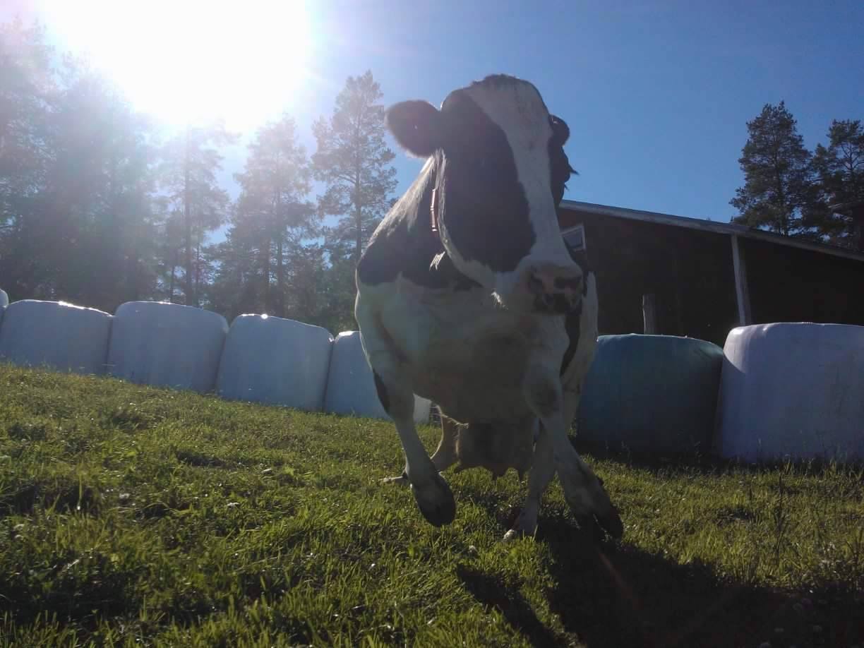 10953928_10204564518805945_708589580_o