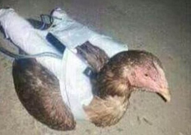 suicidebomberchicken