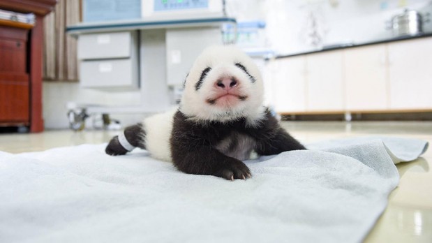 panda3