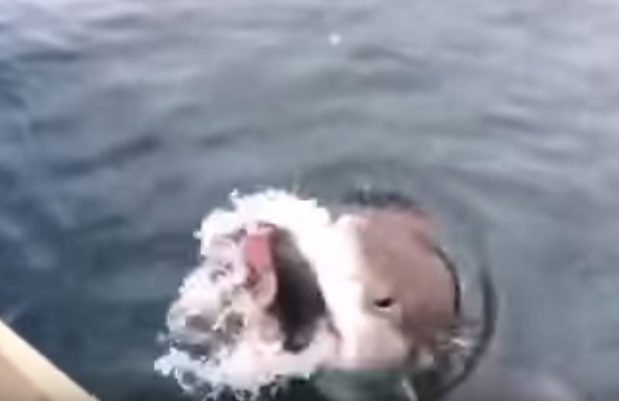 Kuvankaappaus 2016-1-11 kello 18.07.35