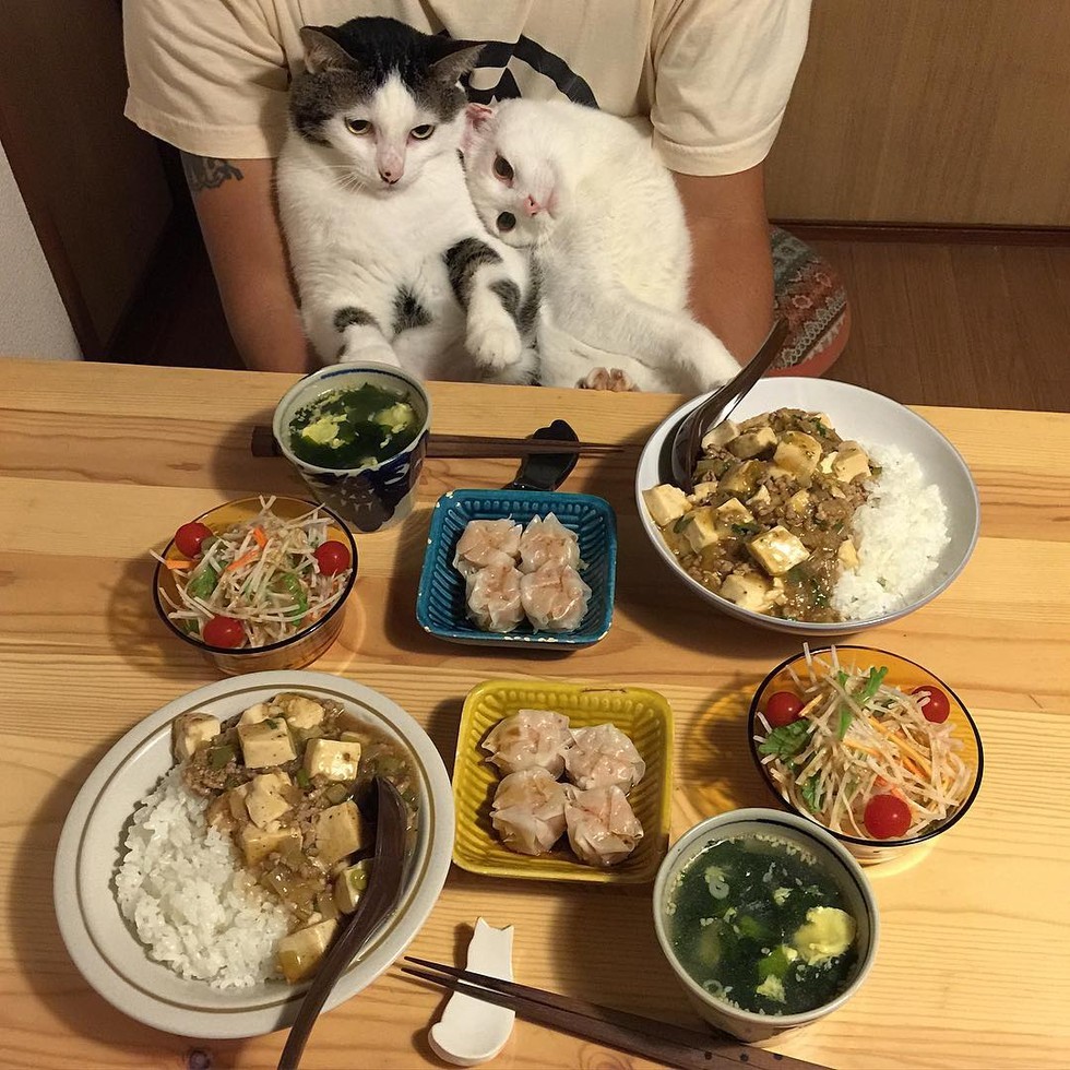 После обеда хозяин. Котик с едой. Домашняя еда. Кошка за столом с едой. Еда для кошек.