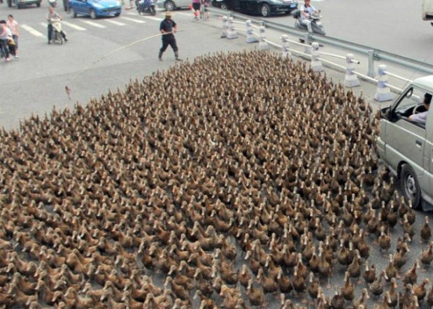 this_could_only_happen_in_china_640_14