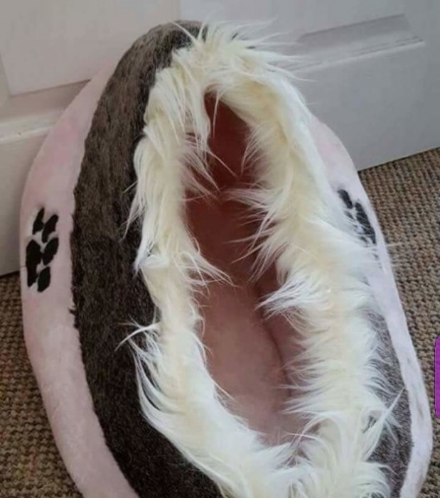 sub-buzz-29339-1479412995-8