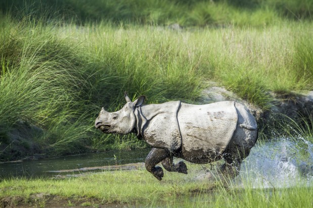 Rhinoceros unicorne d'Asie