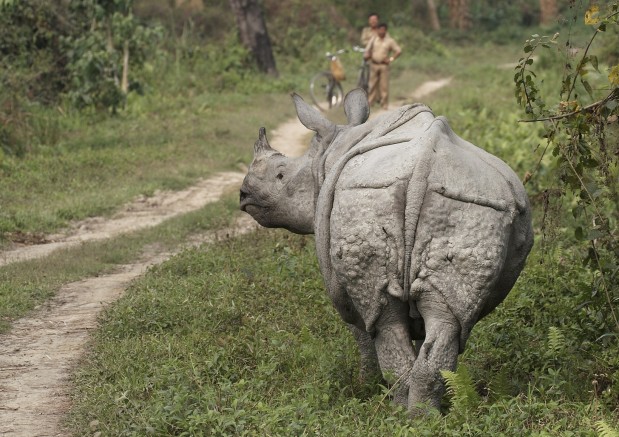 Indian Rhino