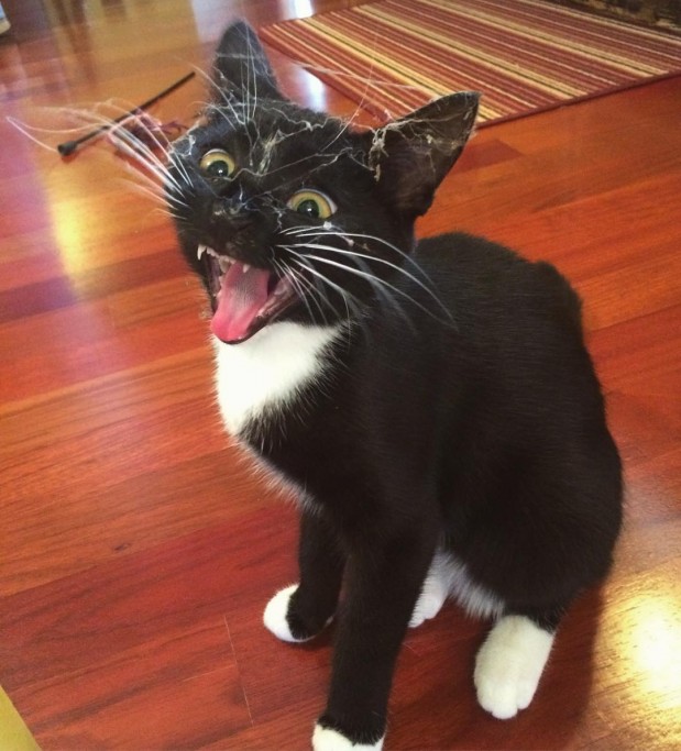 Reddit.com / Photoshopbattles