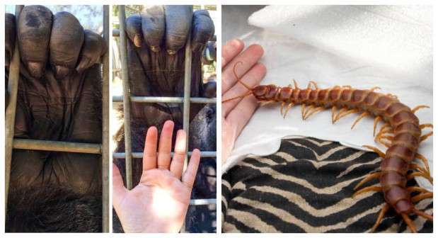 BeFunky-collage5-619×336