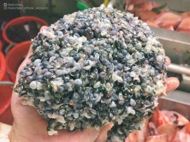 Twitter.com / rfedortsov