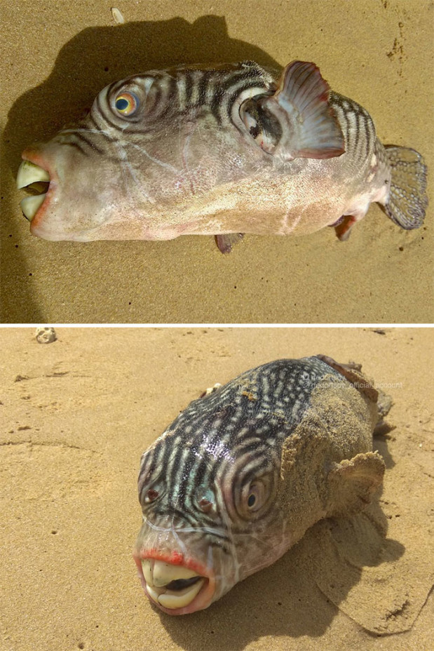 Twitter.com / rfedortsov