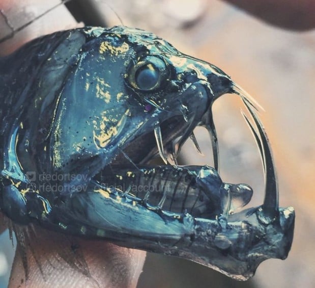 Twitter.com / rfedortsov