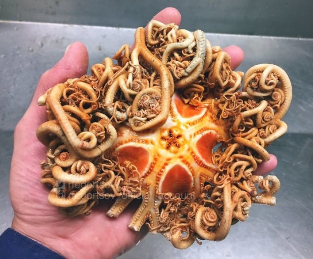 Twitter.com / rfedortsov