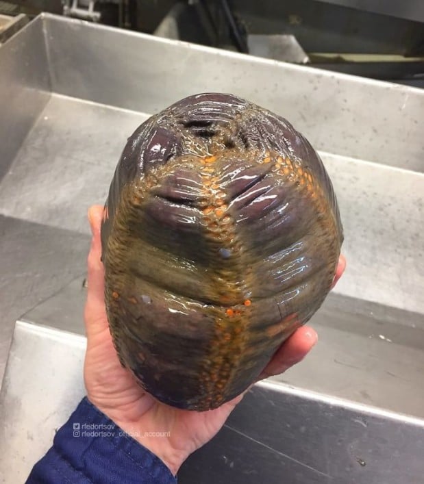 Twitter.com / rfedortsov