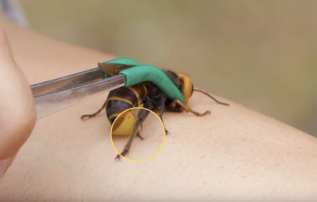 YouTube / Brave Wilderness