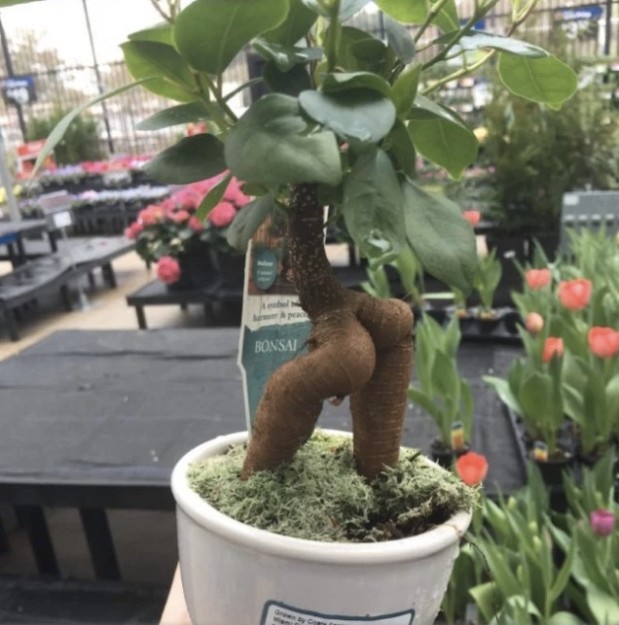 LOlkuva 2018-12-4 kello 11.20.02