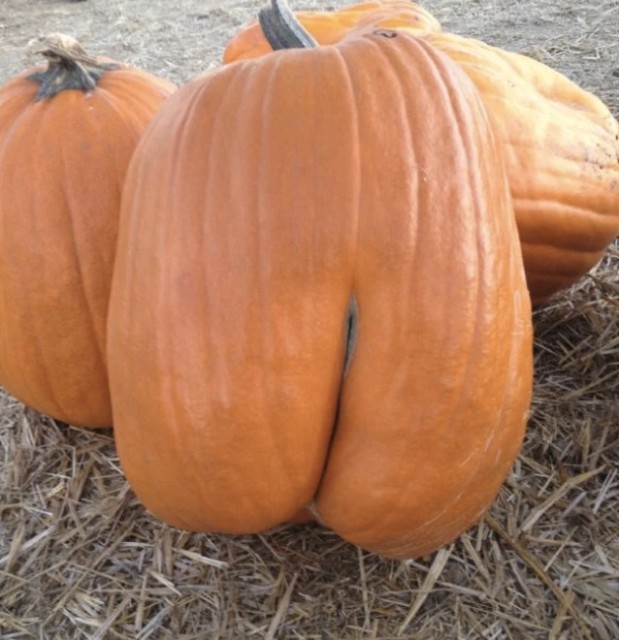 LOlkuva 2018-12-4 kello 11.20.13