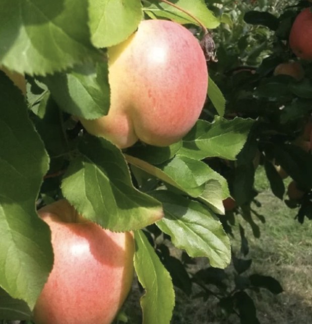 LOlkuva 2018-12-4 kello 11.22.19