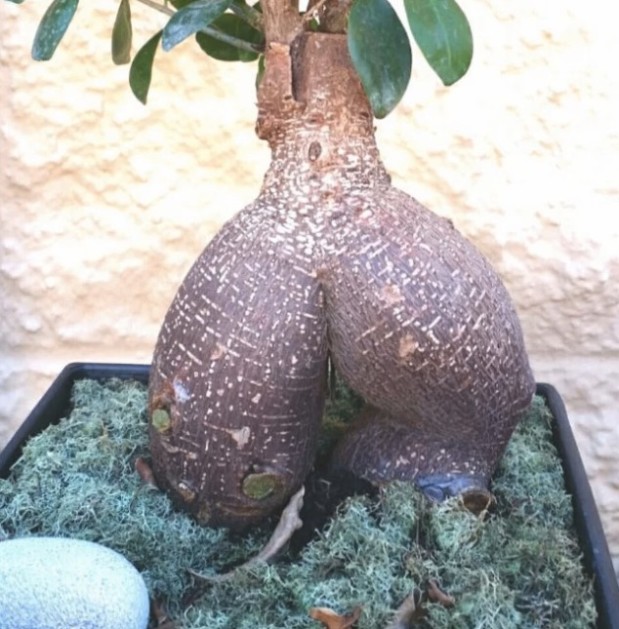 LOlkuva 2018-12-4 kello 11.22.58