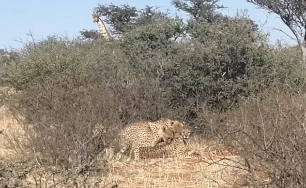 Gepardit parittelemassa