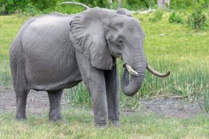 varwwwhtmlviikonloppu_comwebappuploads201904elephant-2923912_960_720-619×413.jpg