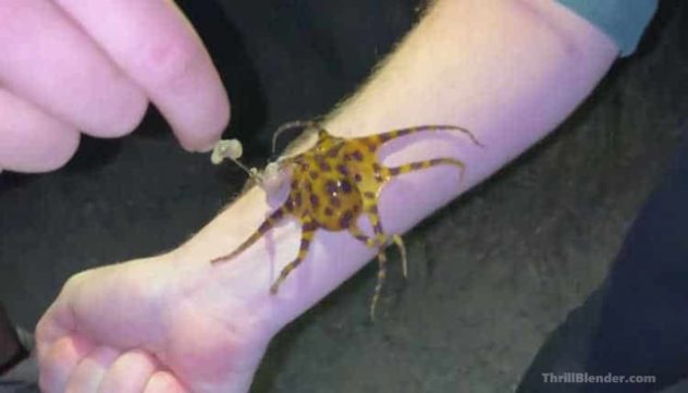 The-blue-ringed-octopus-Thrill-Blender