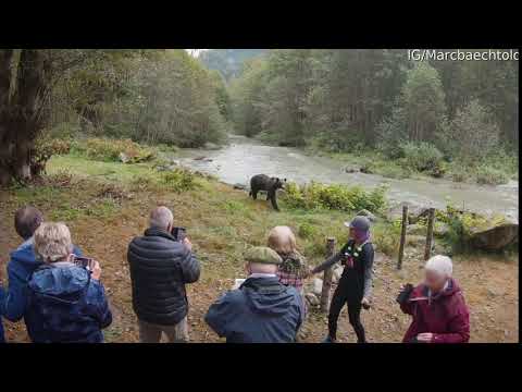 Karhu menee todella läheltä turisti joukkoa – Kuumottaa hieman!