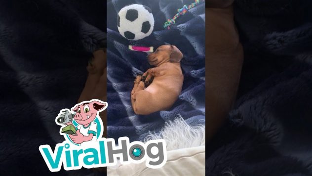 Suloinen koiranpentu päiväunilla – Hikka ei unia häiritse!