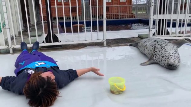 Hylje matkii hoitajaansa – Läpsyttää käpälillään mahaansa vimmatusti!