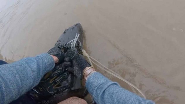 Kalastajat pelastavat hylkeen pahasta pinteestä – Paksu siima takertunut kaulan ympärille