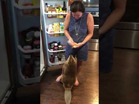 Majava lemmikkinä? – Kerjää keksejä kuin koira!