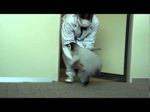 Pieni pingviini kerjää ruokaa hoitajan ovella – Meinaa hermostua!