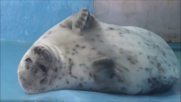 Pullukka hylje yrittää rapsutella itseään – Nyt kutiaa!