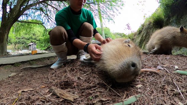 Vesisiat nauttivat rapsutuksista – Odottavat kiltisti vuoroaan